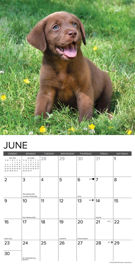 2024 Lab Chocolate Puppies Calendar