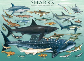 Puzzle Sharks