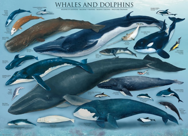 Puzzle Whales & Dolphins