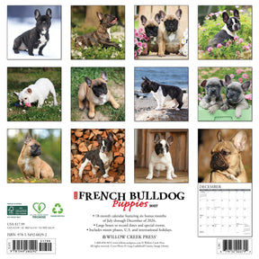 Willow Creek Press - 2027 French Bulldog Pups Calendar