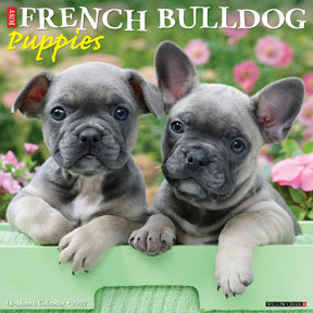 Willow Creek Press - 2027 French Bulldog Pups Calendar