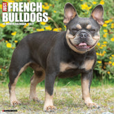 Willow Creek Press - 2027 French Bulldogs Calendar