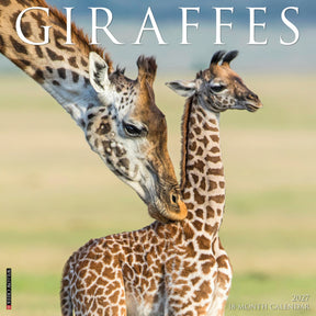 Willow Creek Press - 2027 Giraffes Calendar
