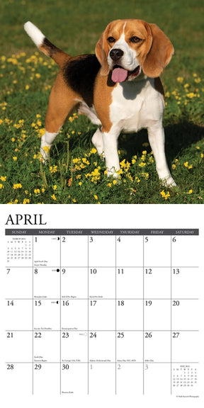2024 Beagles Calendar