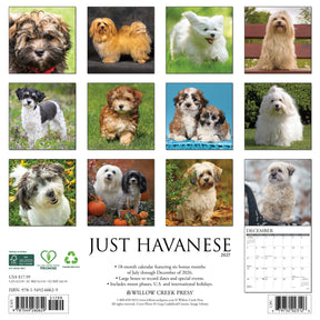 Willow Creek Press - 2027 Havanese Calendar