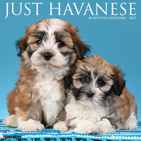 Willow Creek Press - 2027 Havanese Calendar