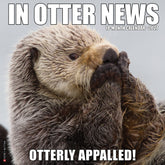 Willow Creek Press - 2027 In Otter News Calendar