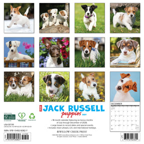 Willow Creek Press - 2027 Jack Russell Puppies Calendar