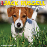 Willow Creek Press - 2027 Jack Russell Puppies Calendar
