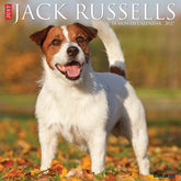 Willow Creek Press - 2027 Jack Russells Calendar
