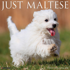 Willow Creek Press - 2027 Maltese Calendar