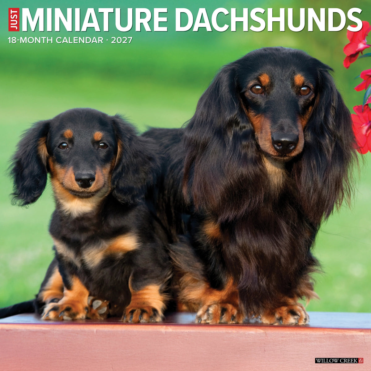 Willow Creek Press - 2027 Miniature Dachshunds Calendar