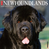 Willow Creek Press - 2027 Newfoundlands Calendar