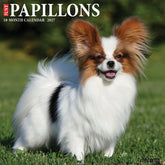 Willow Creek Press - 2027 Papillons Calendar