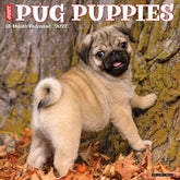 Willow Creek Press - 2027 Pug Puppies Calendar