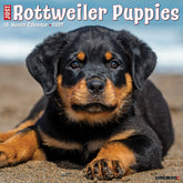 Willow Creek Press - 2027 Rottweiler Puppies Calendar