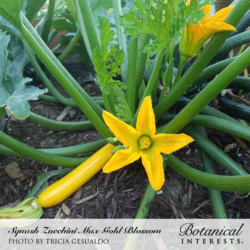Botanical Interests, Inc. - Max's Gold Summer Squash Seeds