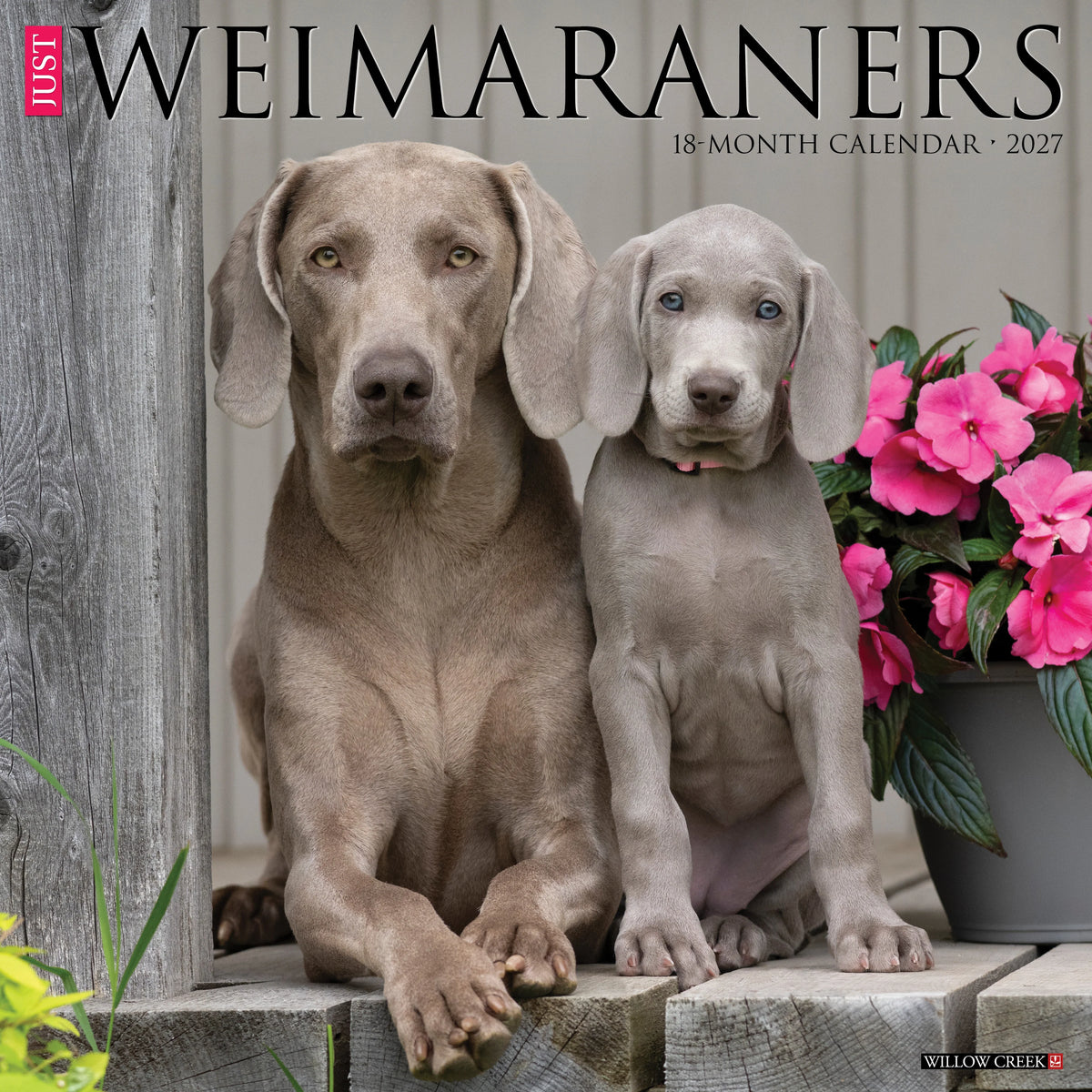 Willow Creek Press - 2027 Weimaraners Calendar