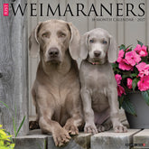 Willow Creek Press - 2027 Weimaraners Calendar