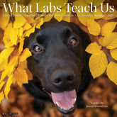 Willow Creek Press - 2027 What Labs Teach Us Calendar