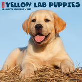 Willow Creek Press - 2027 Yellow Lab Puppies Calendar