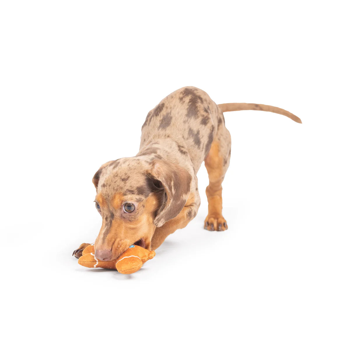 Huxley & Kent - Tiny Tuffed Ginger Snapped Dog Toy