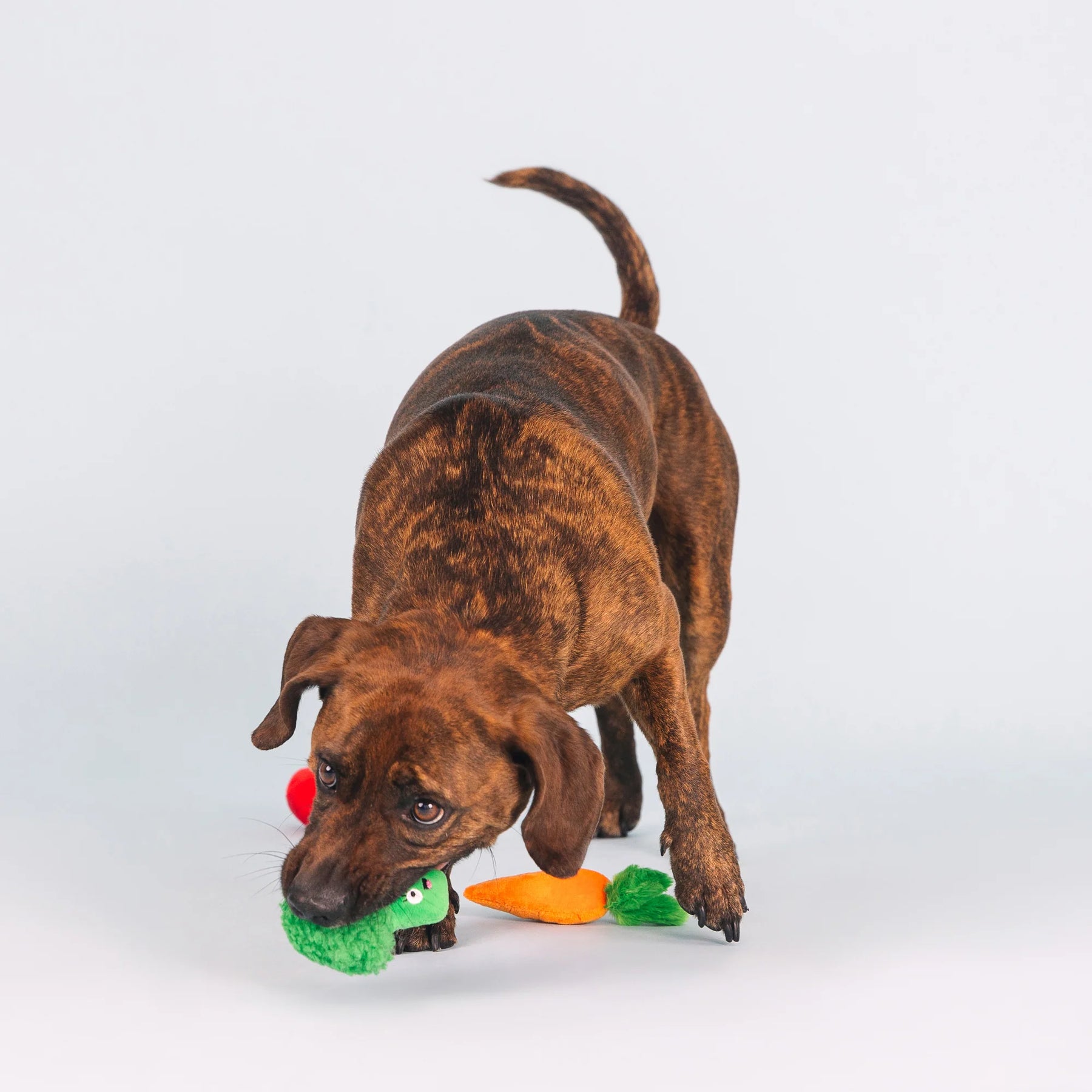 Petshop by Fringe Studio - Dog Toy Farm to Table