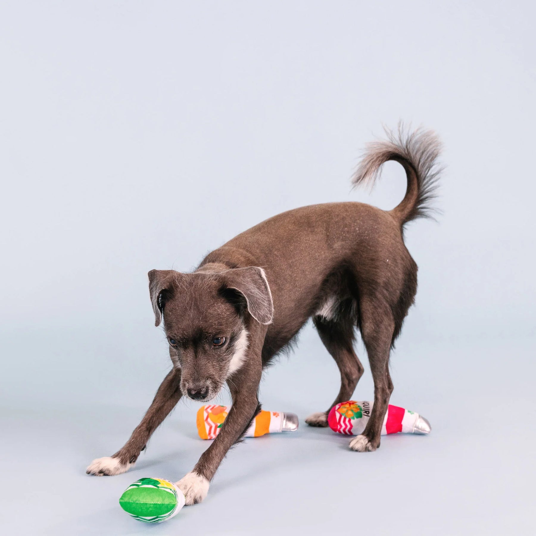 Petshop by Fringe Studio - Dog Toy From The Cooler (3 Piece Set)
