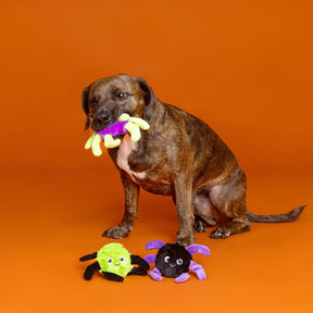 Petshop by Fringe Studio - Dog toy 3 pc Set WEBBED IN MISCHIEF