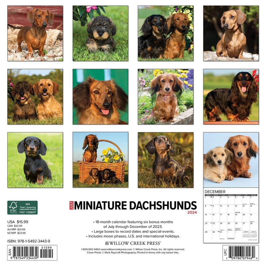2024 Miniature Dachshunds Calendar