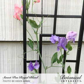 Botanical Interests, Inc. - Sweet Pea Royal Blend Seeds