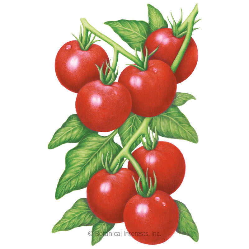 Botanical Interests, Inc. - Glacier Bush Tomato Seeds