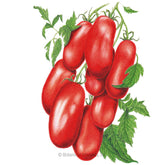Botanical Interests, Inc. - Supremo Bush Roma Tomato Seeds