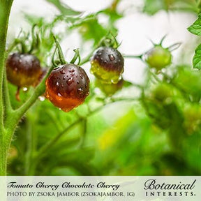 Botanical Interests, Inc. - Tomato Cherry Chocolate Organic Seeds