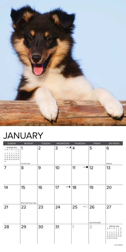 2024 Sheltie Puppies Calendar