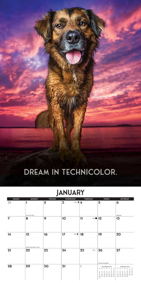2024 Dog's Life Calendar