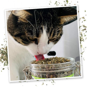 Meowijuana - Catnip Pawty Mix