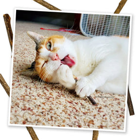 Meowijuana - Silvervine Sticks