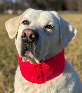 Baydog - Arctic Bay Cooling Collar