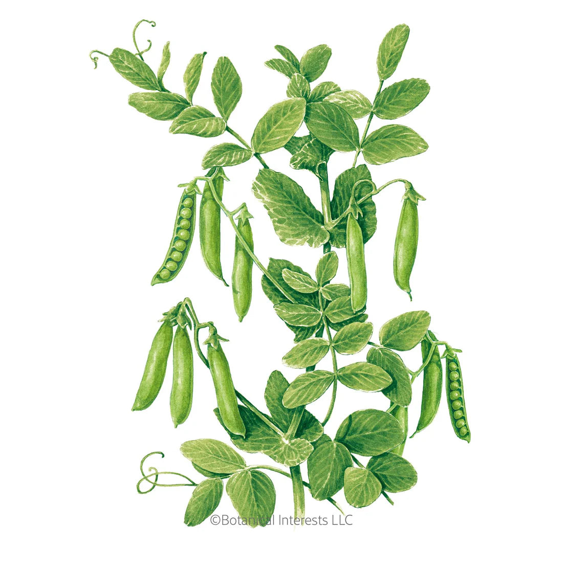 Botanical Interests, Inc. - Little Marvel Petite Shelling Pea Seeds