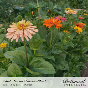 Cactus Flower Blend Zinnia Seeds