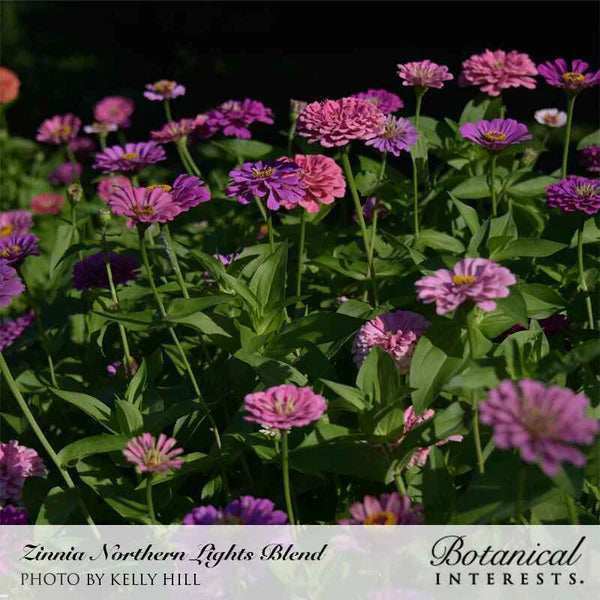 Zinnia Northern Lights Blend Seeds