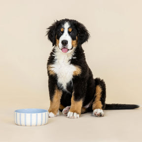 Petshop by Fringe Studio - Pet Bowl Small Rounded Scallop Blue & White