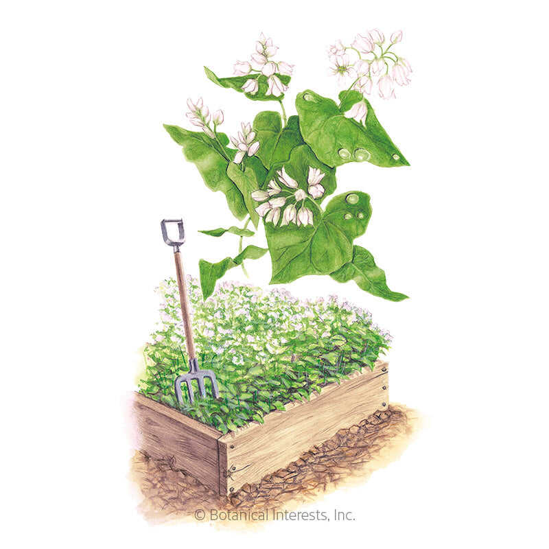 Botanical Interests, Inc. - Cover Crop Buckwheat Seeds