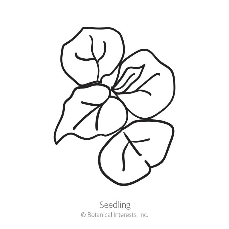 Botanical Interests, Inc. - Cover Crop Buckwheat Seeds