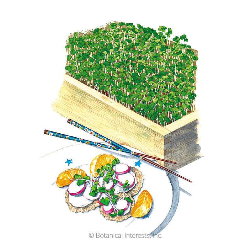 Botanical Interests, Inc. - Microgreens Umami Asian Blend Seeds - Southern Agriculture 
