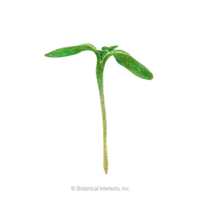 Microgreens Sunflower Organic