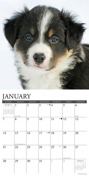 2024 Border Collie Puppies Calendar