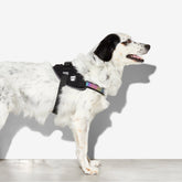 Zee.Dog - Gotham Flyharness