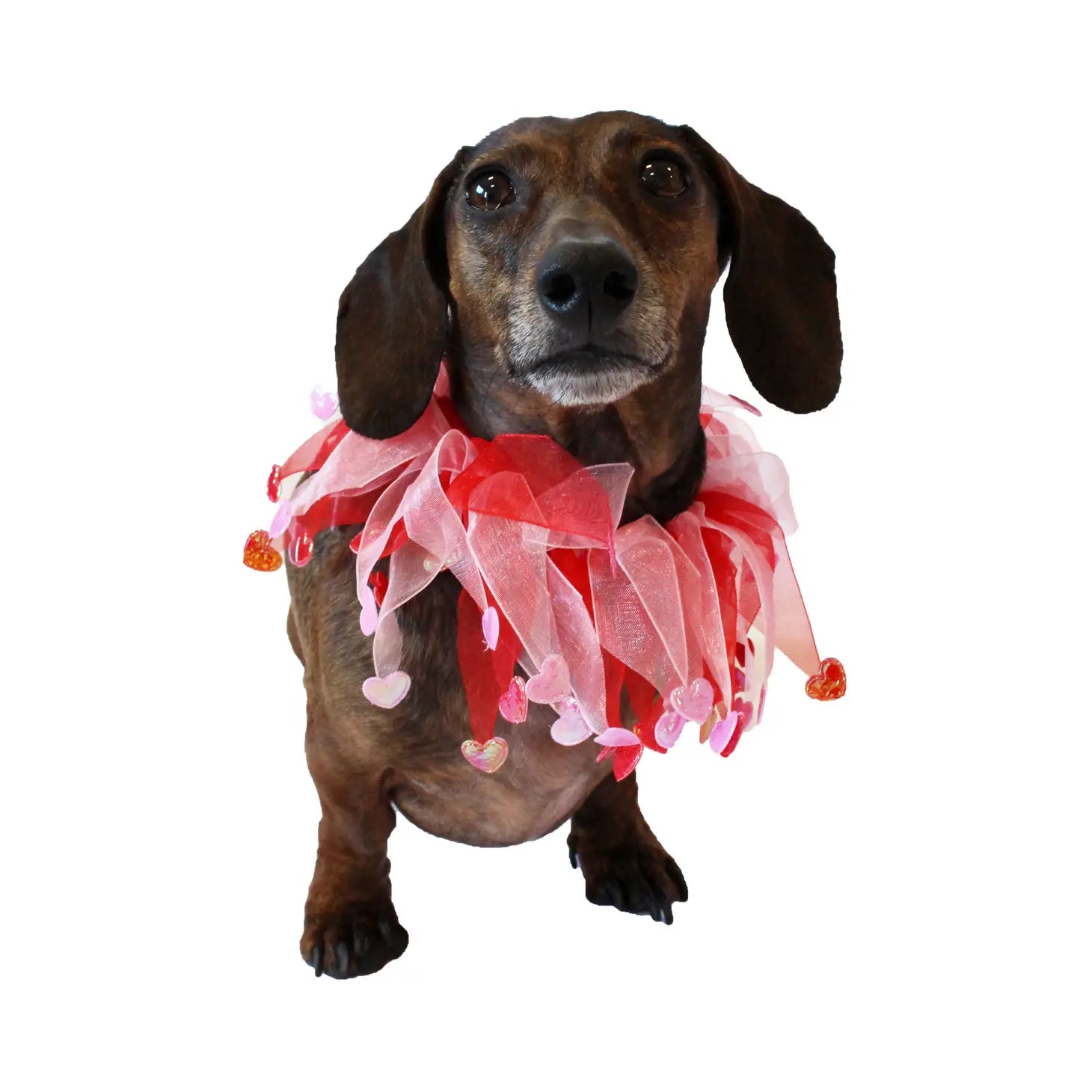 Midlee - Valentine's Heart Decorative Dog Collar